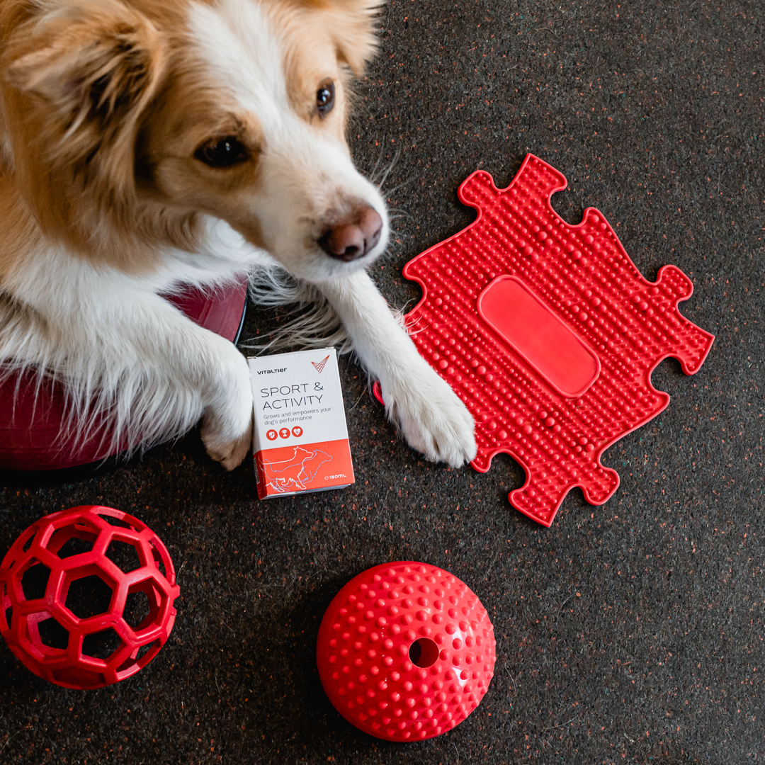 Vitaltier Sport & Activity - Image 2