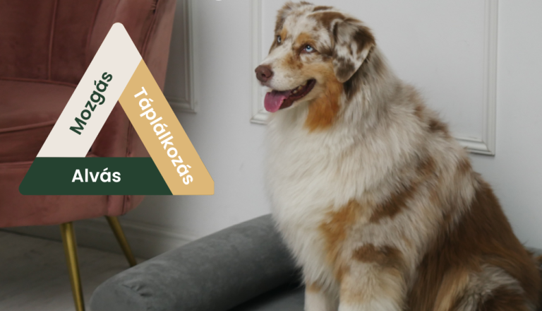 Dog Longevity: miért dolgozik a kutya szervezete leginkább pihenés közben?